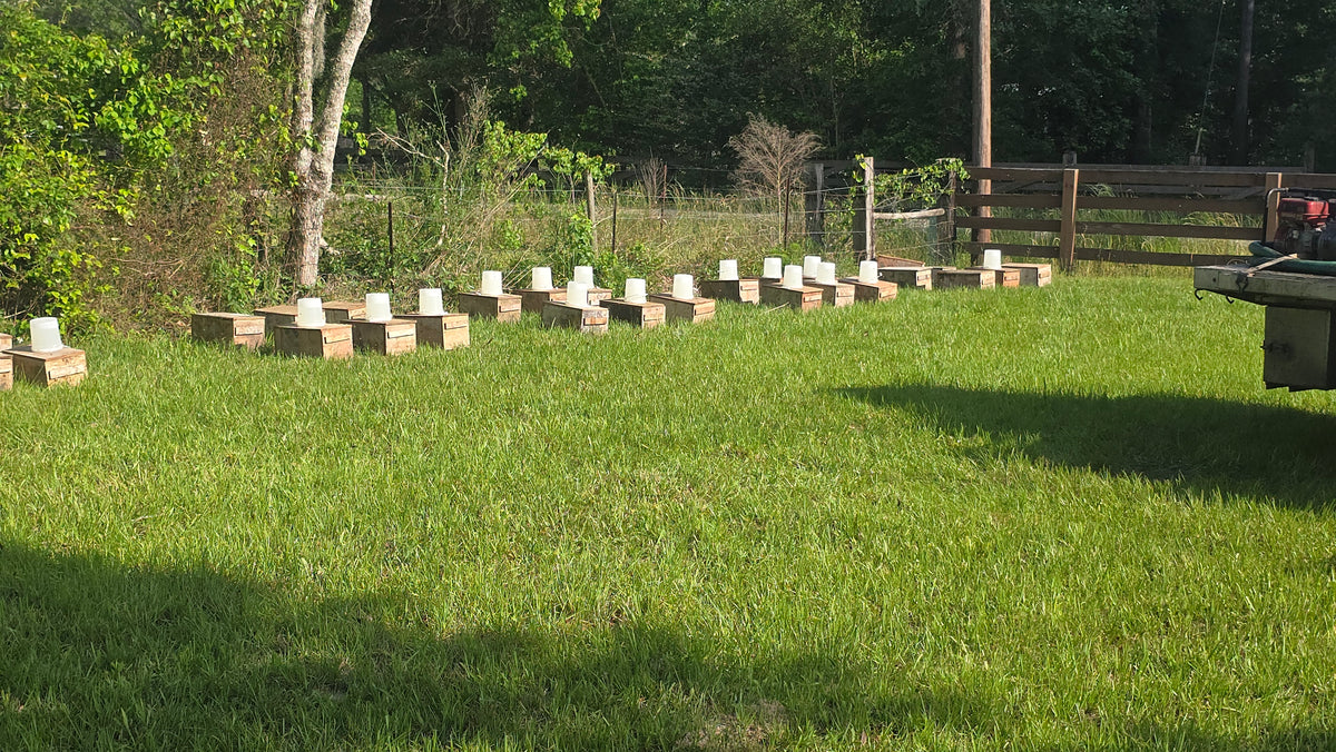 Rows of beehives in a grassy apiary