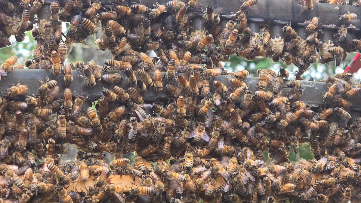 Close-up of honey bees on a held frame of comb