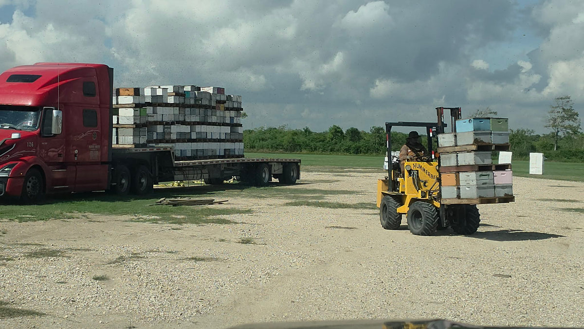 Forklift and loaded hive trailer in the bee yard