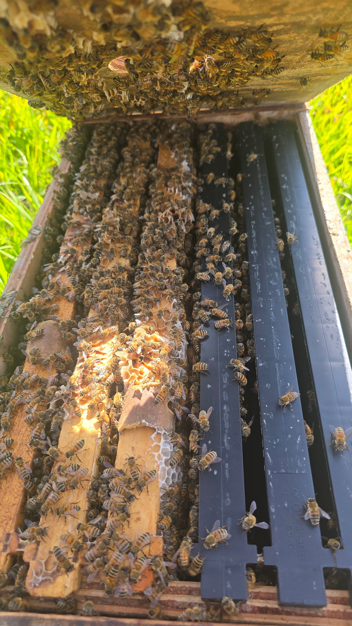 Open hive showing bees working between the frames