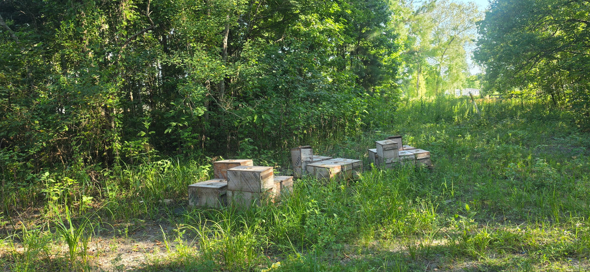 Beehives beside a wooded clearing