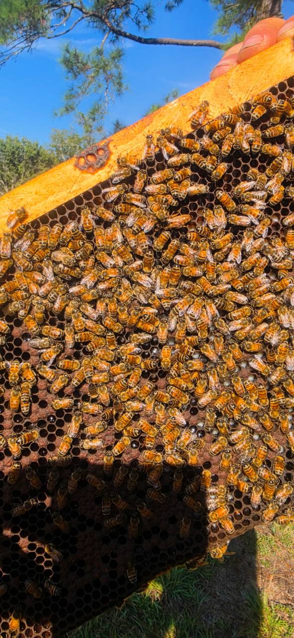 Honey bees on a frame of comb