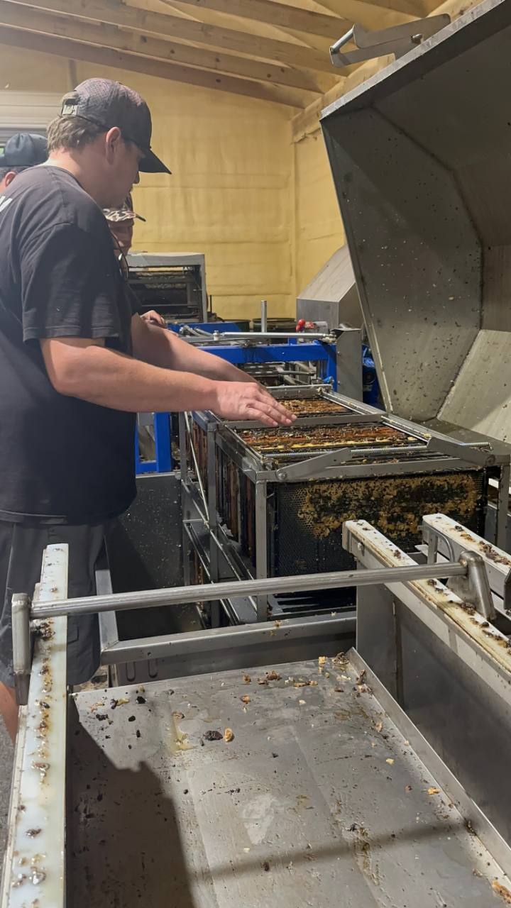 Hands-on work with honey frames and extraction equipment