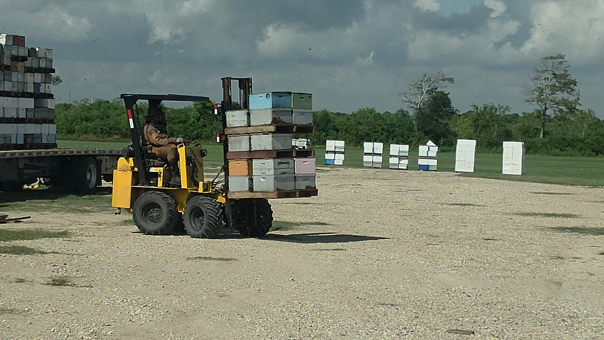Forklift moving stacked hive boxes beside a loaded trailer